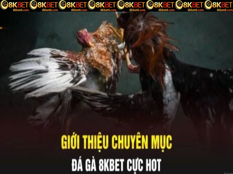 Thông tin cơ bản về chuyên mục đá gà 8KBET