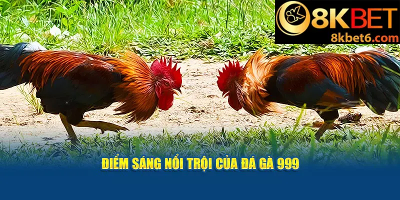 Điểm sáng nổi trội của đá gà 999