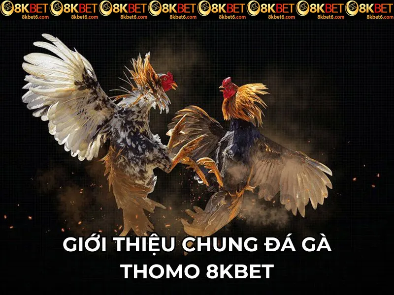 Giới thiệu chung đá gà Thomo 8KBET