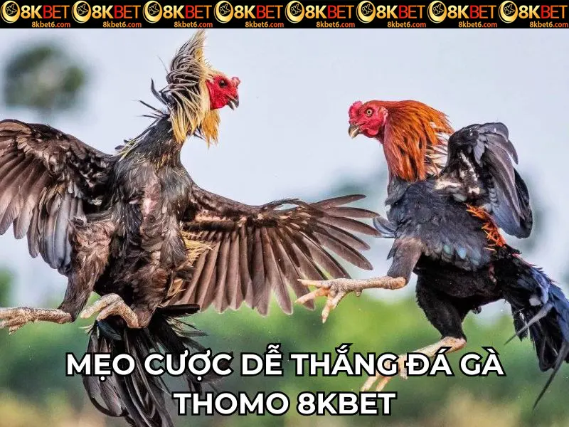 Mẹo cược dễ thắng đá gà Thomo 8KBET